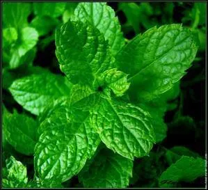 Quel est le nom de cette plante aux multiples vertus, qui apporte souvent une impression de fracheur ?