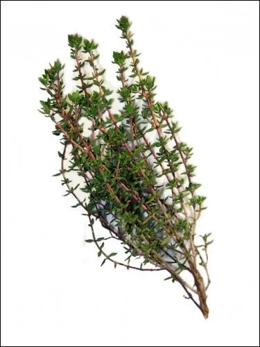 Quelle est cette plante, apprcie pour ses bienfaits sur les voies respiratoires ?