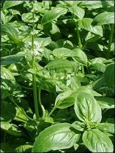 Comment s'appelle cette plante utilise dans le pesto ?