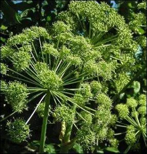 Cette plante, de la famille des apiaceae, comprend plus de 70 espces. Quel est son nom ?