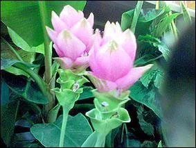 Plus souvent utilise sous forme de poudre, cette herbe originaire d'Asie est galement surnomme le 'safran des Indes'. Quel est son nom ?