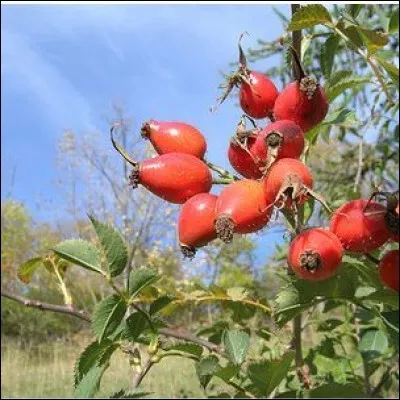 « Il pleut, il pleut, bergère » est une chanson qui commence bien, mais à la fin, ça se gâte ! Son auteur l'aurait fredonnée en montant à l'échafaud en 1794. Qui était-ce ?