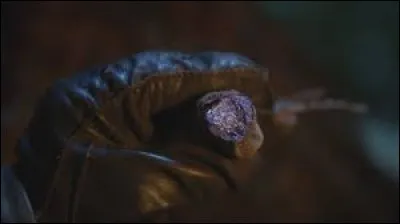 Comment s'appelle la plante qui permet de vaincre ses peurs ?