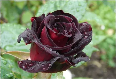 Avant l'hiver, une quarantaine de rosiers fleurissaient le long d'un grillage. Le jardinier en ajoute autant après la disparition de la neige. Combien doit-il en acheter ?
