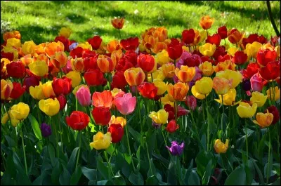 Les 90 tulipes ont fleuri mais elles ne sont plus assez belles. Il faudra les remplacer. Combien de bulbes faudra-t-il acheter pour en avoir le double ?