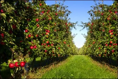 Quelle longueur de clôture doit-il acheter pour clôturer un verger rectangulaire de 150 m de long et 80 m de large ?