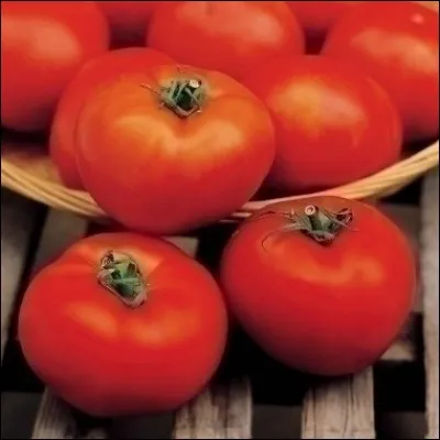 Dans le potager, il veut faire 3 rangées de 12 pieds de tomates chacune. Combien de plants de tomates doit-il acheter ?