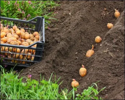 Il veut planter des pommes de terre mais il a un problème. Il doit placer chaque plant de pomme de terre au fond d'un trou mais il ne sait plus où mettre les germes. Aide-le.