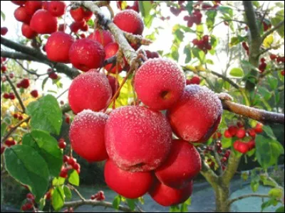 Au verger, il doit planter une douzaine de pommiers. Combien doit-il en acheter ?