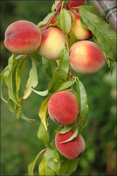 Il lui faut 3 dizaines de pêchers. Il va donc en acheter...