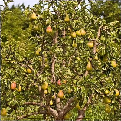 Le voisin propose de lui vendre 78 poiriers à planter. Malheureusement, il doit en jeter la moitié. Combien de poiriers peut-il planter ?