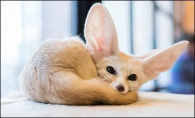 Le fennec est un félin.