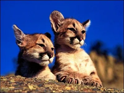 Le puma peut vivre en moyenne...