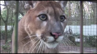 Le cougar ressemble au...