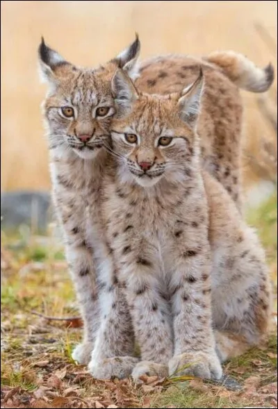 Quelle est cette espèce de lynx ?