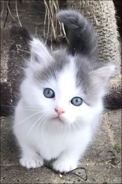 Quelle est cette race de chat ?