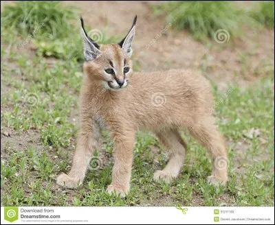 Comment s'appelle cet animal ?