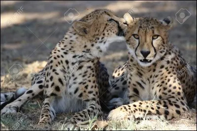 Quelle est la vitesse de pointe du guépard ?