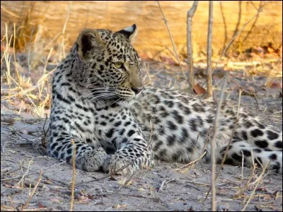 Le léopard préfère être...