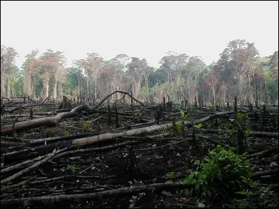 Que pensez-vous de la déforestation ?