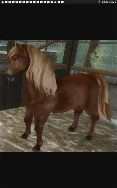 Où se trouvent les chevaux islandais ?