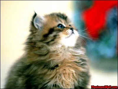 Les chat peut sauter à...