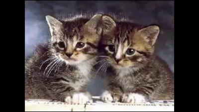 Se regardent-ils dans un miroir ?