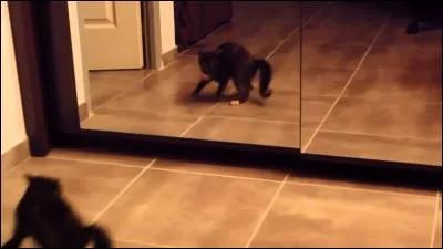 Les chats ont parfois peur...