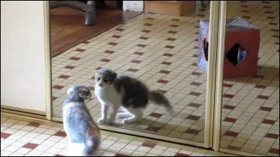 Les chats s'entendent-ils bien entre eux ?