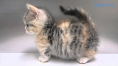 Quelle est cette race de chat ?