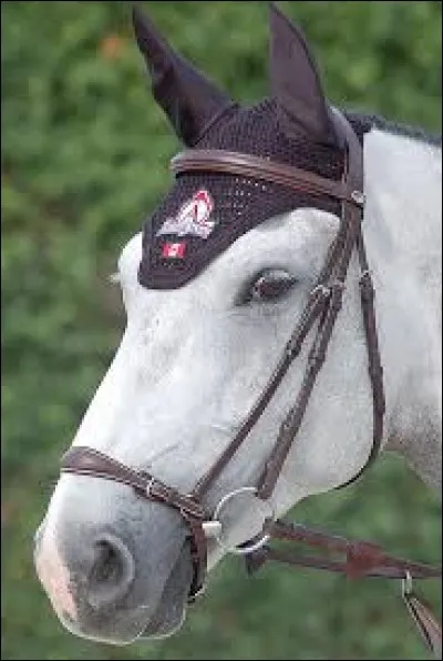 Par où passe-t-on les cordes du gogue afin de permettre le contact ?