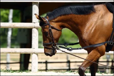 Il existe aussi le gogue...
