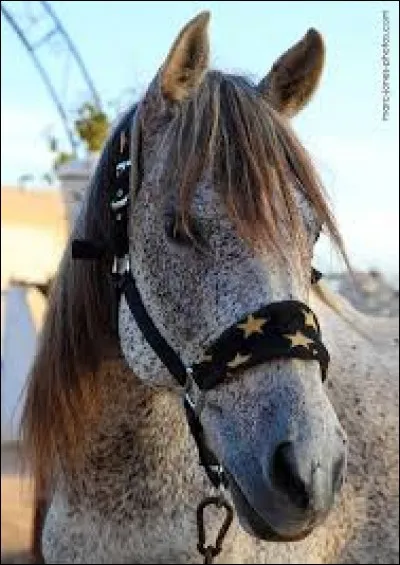 Sur quels muscles du cheval le gogue agit-il ?