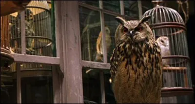 Qu'est-ce que l'Ordre du Phénix ?