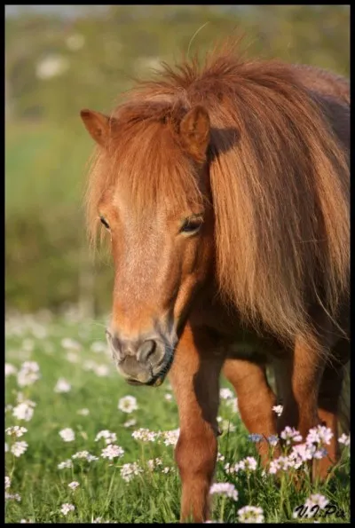 Pour quelle(s) discipline(s) pourrait-on monter ce poney (shetland) ?