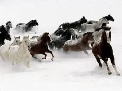 Lesquelles de ces races sont des races de poneys ?