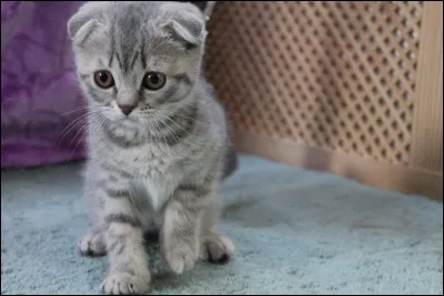 Quelle est cette race de chat ?