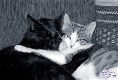 Le chat peut se reproduire à l'âge de...