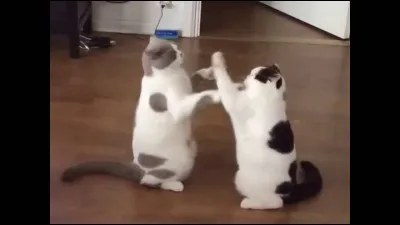 Que font ces chats ?