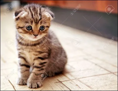 Après l'ouverture des paupières, tous les chatons ont les yeux d'une seule couleur. Laquelle ?