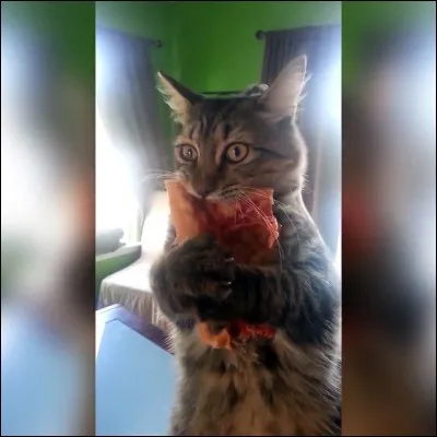 Quelle est la nourriture du chat de maison ?