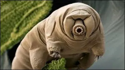 Le tardigrade est petit, mais super fort. Quelles sont ses capacités ?