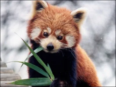 Quel est le régime de cet animal ?