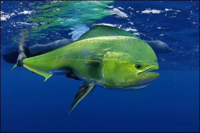 Quel est ce poisson ?