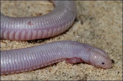 Quel animal le Bipes biporus est-il ?