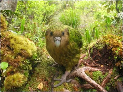 Quel est le problème du kakapo ?