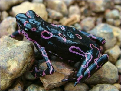 À quoi servent les couleurs de la grenouille arlequin ?
