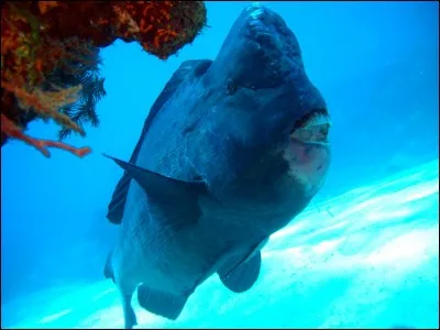 Le Poisson Perroquet a Bosse est étrange que fait il ?