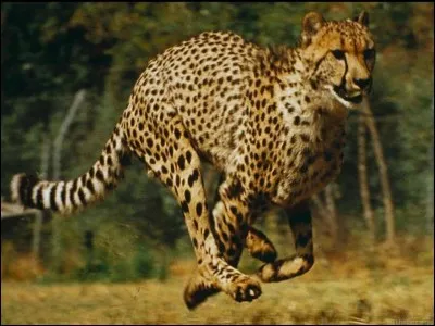 Quel est le nom scientifique de cet animal ?