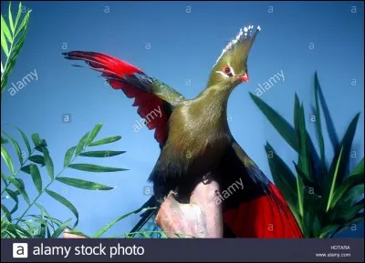 Si vous connaissez cet animal donnez son nom.